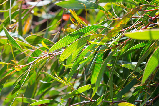 Laurina Immagini Sfoglia 296 foto, vettoriali e video Stock Adobe Stock