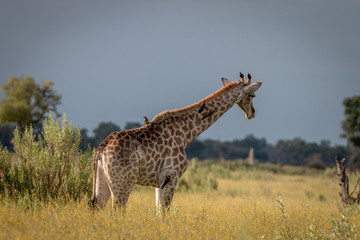 A Giraffe walking in the grass.