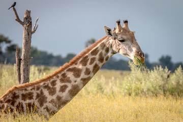 A Giraffe sitting in the grass.