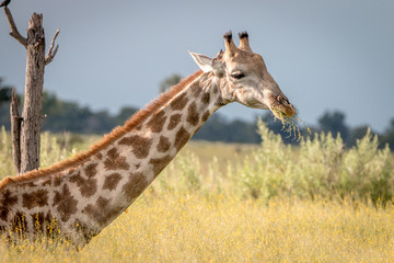 A Giraffe sitting in the grass.