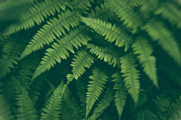 Fototapeta na wymiar Fresh fern macro image. Horizontal orientation.