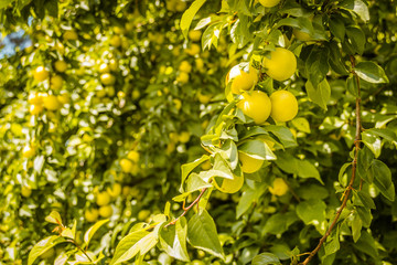 Mature yellow plum fruit on the branch 