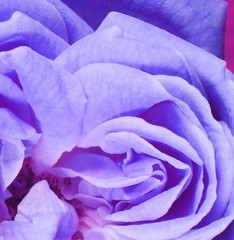 Blue sensual rose close up.
