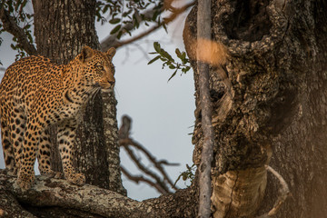 Fototapeta na wymiar A female Leopard walking on a branch.