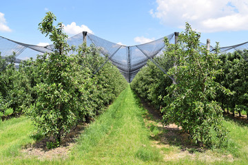 Young apples in a small orchard during springtime