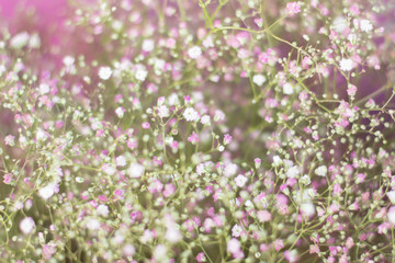 Obraz premium White little flowers. Blur background.