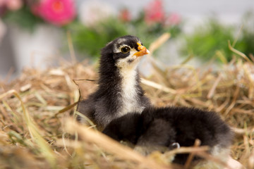 nestling chick. farm chicken.baby