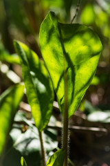 Cute dog running in water