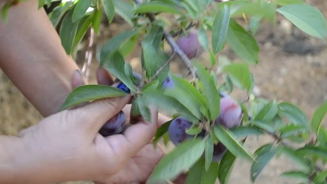 A lady catching plums from a tree in the garden.