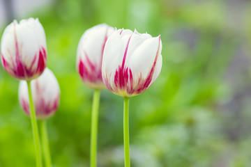 Photo splash white tulip