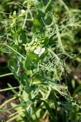 Green pea blossom in the garden