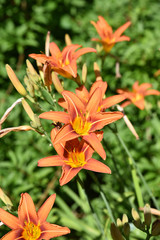 Obraz premium Hémérocalle orange au printemps au jardin