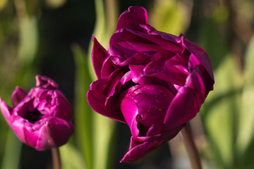 Blossom red tulip close up