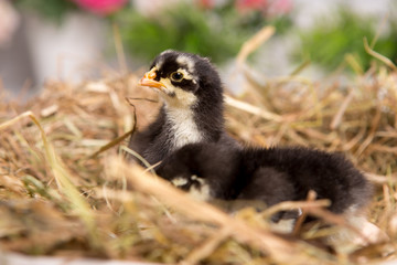 nestling chick. farm chicken.baby