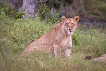 Fototapeta na wymiar A female Lion starring at the camera.