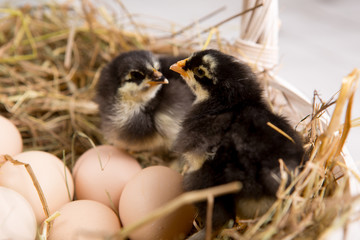 nestling chick. farm chicken.baby