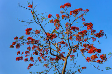 Branch of Gulmohar flowers or peacock flowers