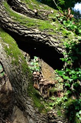 Mushrooms growing on tree trunk