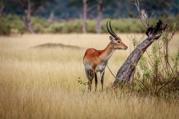 A Lechwe standing in the grass.