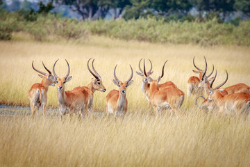 A herd of Lechwes looking around.