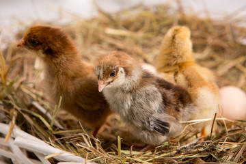 nestling chick. farm chicken.baby
