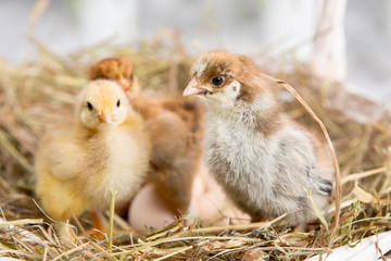 nestling chick. farm chicken.baby