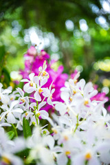 Obraz premium white and purple orchid with green bokeh, defocused background on outdoor garden background