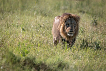 Male Lion walking in the grass.