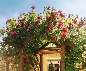 Wunderschöner Rosenbogen im Garten