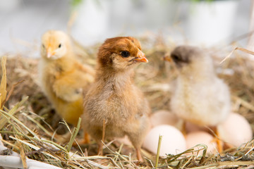 nestling chick. farm chicken.baby