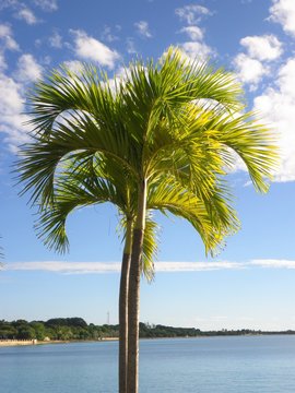 Palm tree by the ocean on a tropical island