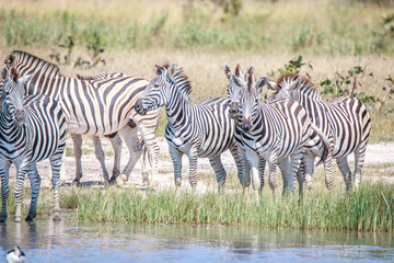 Fototapeta na wymiar Several Zebras standing close to the water.