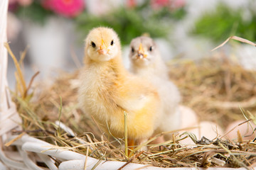 nestling chick. farm chicken.baby