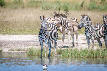 Fototapeta na wymiar A Zebra standing in front of the water.