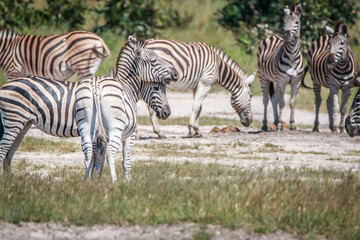 Fototapeta na wymiar A herd of Zebra standing in the grass.