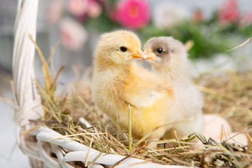nestling chick. farm chicken.baby