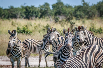 Fototapeta na wymiar A herd of Zebra starring at the camera.