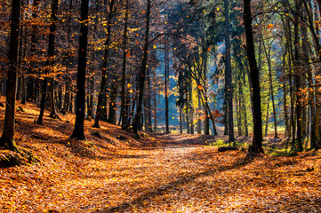 Fototapeta premium Autumn with falling leaves in the forest - Brno, Czech Republic