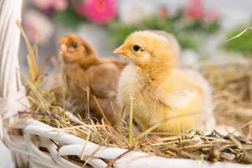 nestling chick. farm chicken.baby