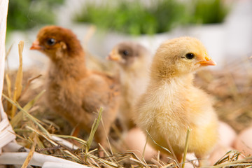 nestling chick. farm chicken.baby