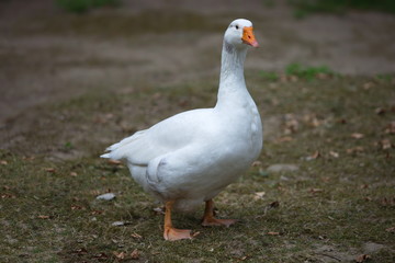 Gans