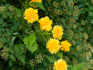 Details of a yellow flowering plant, Kerria japonica pleniflora