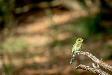 Little bee-eater on a branch in Kalagadi.
