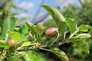 Young apples in a small orchard during springtime