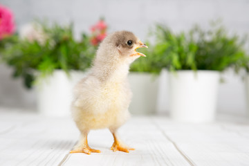 nestling chick. farm chicken.baby
