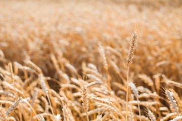the field of the ripened gold wheat closeup. harvest, agriculture, agronomics, food, production, eco concept. empty space for the text.