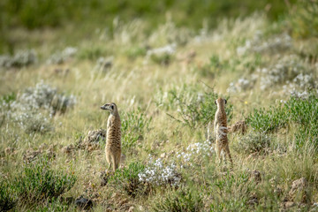 Two Meerkats on the look out in Kalagadi.