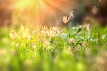 Beautiful morning light in the meadow with a bokeh in a foreground.
