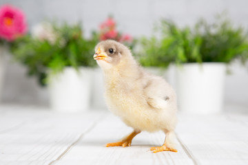 nestling chick. farm chicken.baby