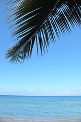 Beautiful blue ocean background with a palm tree frond